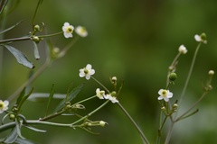 Ranunculus apiifolius