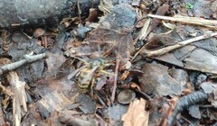 Vespula