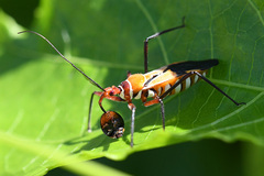 Pseudophonoctonus formosus