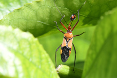 Pseudophonoctonus formosus