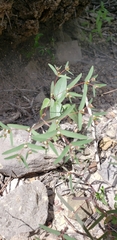 Euphorbia cumbrae