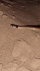 Tantilla melanocephala