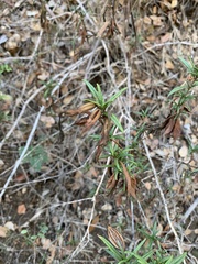 Diplacus aurantiacus