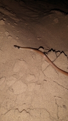 Tantilla melanocephala