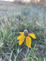 Ratibida columnifera