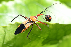 Pseudophonoctonus formosus