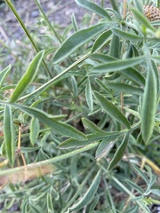 Ratibida columnifera