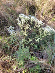 Eupatorium semiserratum