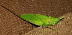 Copiphora rhinoceros