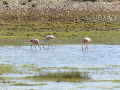 Phoenicopterus chilensis