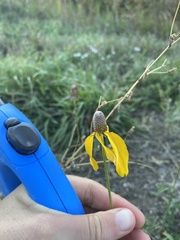 Ratibida columnifera