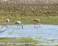 Phoenicopterus chilensis