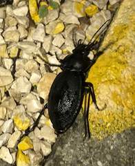 Carabus coriaceus