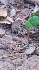 Bothrops moojeni