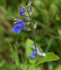 Salvia sagittata