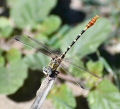 Erpetogomphus designatus