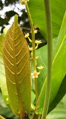 Terminalia catappa