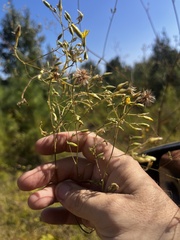 Croptilon divaricatum