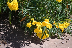 Tecoma stans angustata