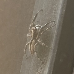 Menemerus bivittatus