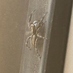 Menemerus bivittatus