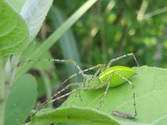 Peucetia formosensis