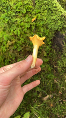 Cantharellus cibarius