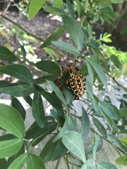 Pachylis nervosus