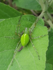 Peucetia formosensis