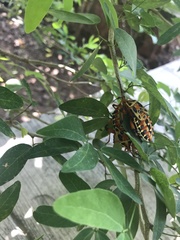 Pachylis nervosus
