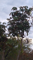 Didymopanax macrocarpus