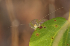 Oecanthus quadripunctatus