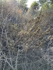 Diplacus aurantiacus