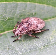 Stictopleurus