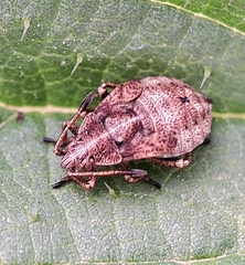 Stictopleurus
