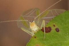 Oecanthus quadripunctatus