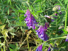 Vicia villosa villosa