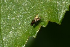 Chrysotus