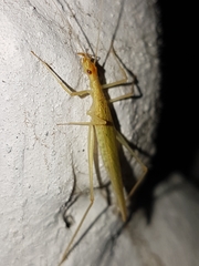 Oecanthus leptogrammus