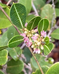 Ditassa lenheirensis