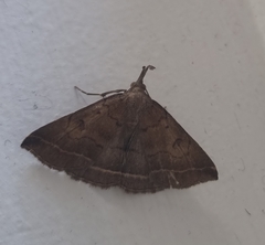 Pechipogo plumigeralis