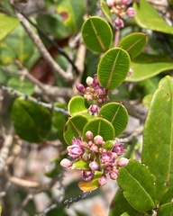 Ditassa lenheirensis