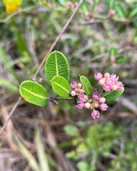 Ditassa lenheirensis