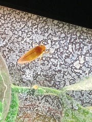 Gyponana gladia