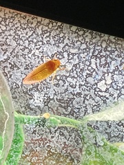 Gyponana gladia