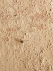 Physocyclus globosus