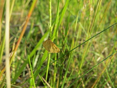 Sitochroa verticalis