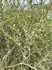 Lycium chilense