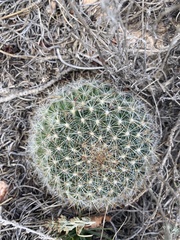 Pediocactus simpsonii