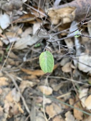 Symphoricarpos mollis
